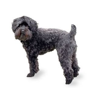 Schnoodle