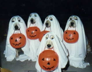 Pet Halloween Safety for Dogs