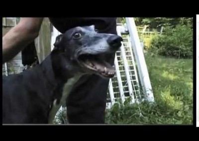 Leashes and Lovers Greyhound on Animal Planet Dogs 101