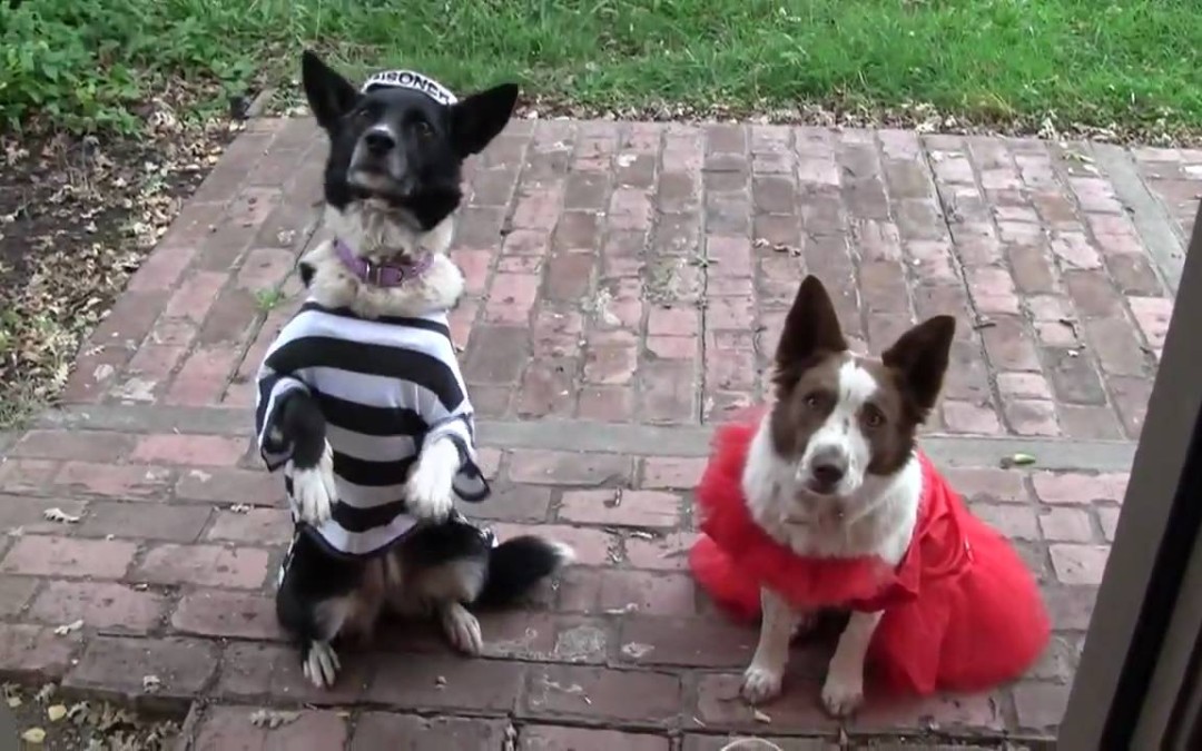 Busy Bee Dogs at Halloween
