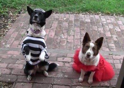 Busy Bee Dogs at Halloween