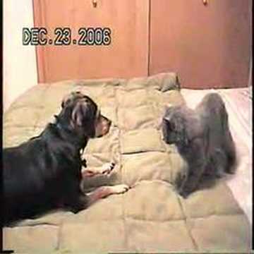 Cat & Dog Fight