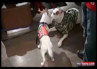 Fox5 NY Leashes and Lovers Book Launch