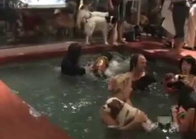 Wet Dog Party with Leashes and Lovers