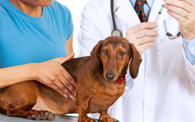 Diabetes in Dogs: Symptoms and Treatment