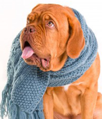 Kennel Cough Treatment and Prevention