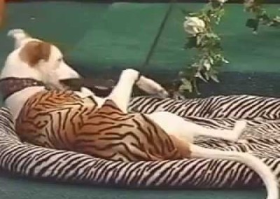 News12 with Leashes and Lovers